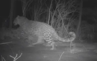 Rare North China leopard spotted in Shanxi geopark 