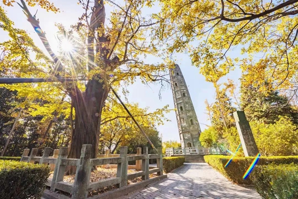 ​Ancient gingko tree, pagoda offer up impressive sights in Sheshan
