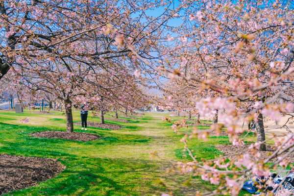 ​Shanghai Chenshan Cherry Blossom Festival to begin on March 4