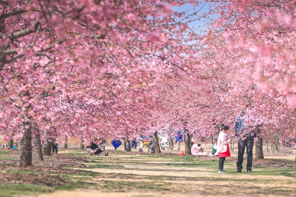 ​Cherry blossoms bloom in Shanghai Chenshan Botanical Garden