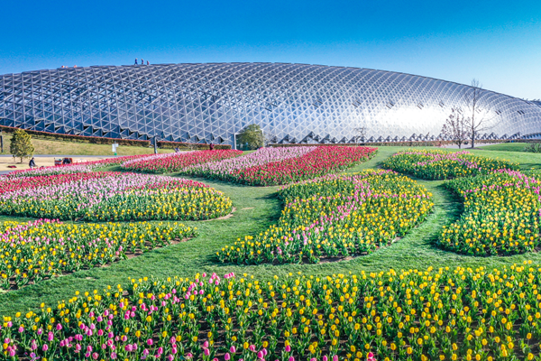 ​Tulips brighten up Shanghai Chenshan Botanical Garden