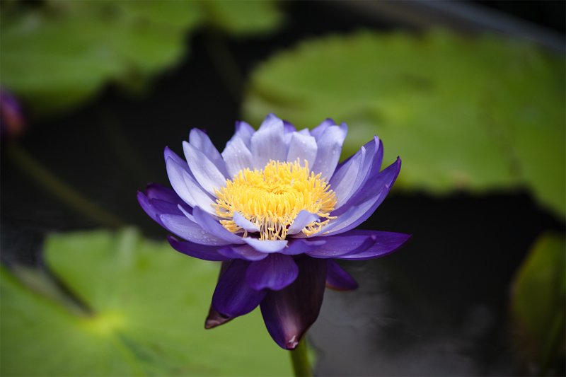 Shanghai's Chenshan Botanical Garden hosts water lily expo