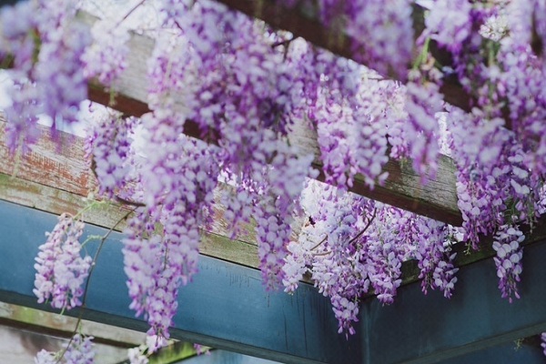 Discover glorious wisterias at Shanghai's Chenshan garden