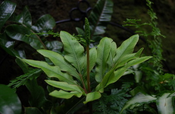 Rare plant shown in the Botanical Garden