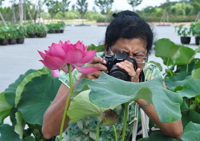 International lotus lovers visit Chenshan