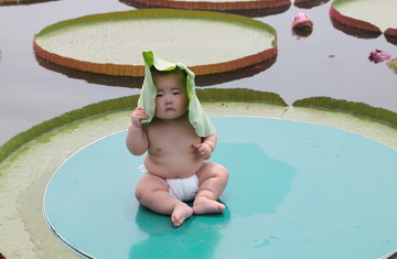 Chenshan invites babies to sit on lily leaves