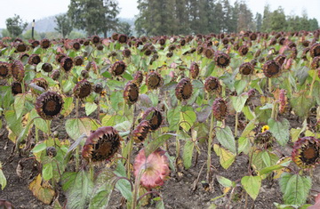 Chenshan launches sunflower picking