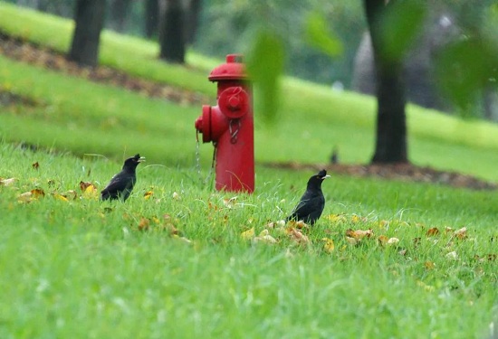 Go bird watching at Chenshan Botanical Garden