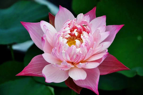 Shanghai botanical garden's lotus varieties get protection