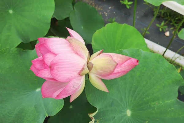 Chenshan Botanical Garden's first twin lotus of year blooms 