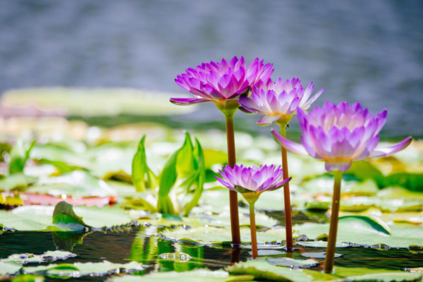 Chenshan Botanical Garden hosts major waterlily showcase