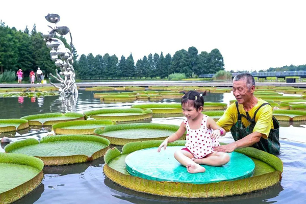 Kids enjoy giant water lilies in Shanghai botanical garden