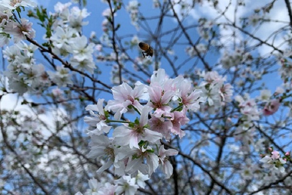Chenshan Botanic Garden welcomes autumn cherry blossoms