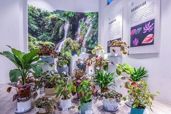 Chenshan Botanical Garden hosts Begonia Autumn Ember expo