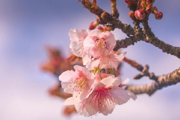 Cherry blossoms thrill visitors at Chenshan Botanical Garden
