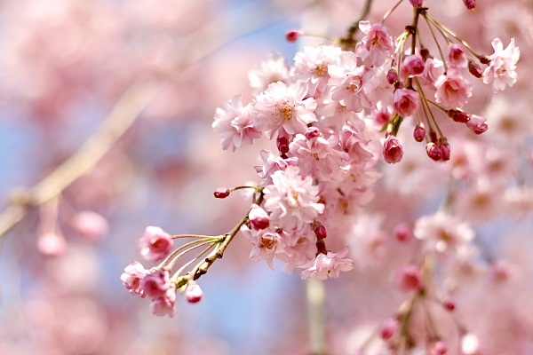 Glorious Kawazu-zakura blossoms grace spring in Shanghai