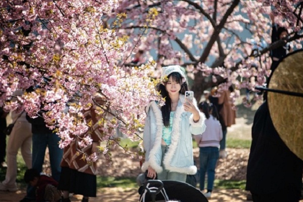 Cherry blossoms draw crowds to Chenshan Botanical Garden