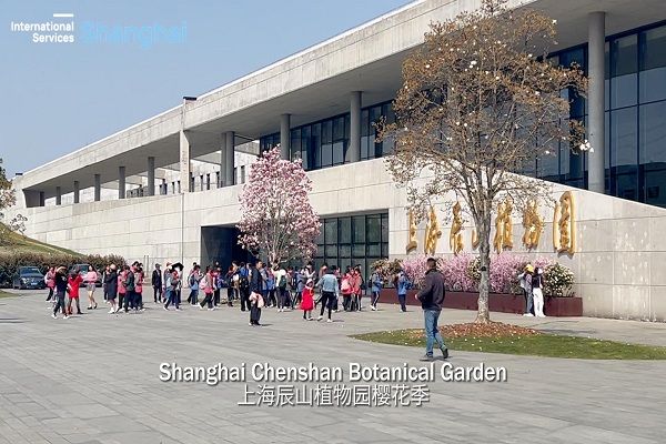 Shanghai Chenshan Botanical Garden hosts cherry blossom festival