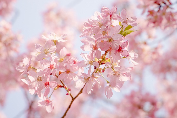 Chenshan Botanical Garden welcomes later cherry blossoms
