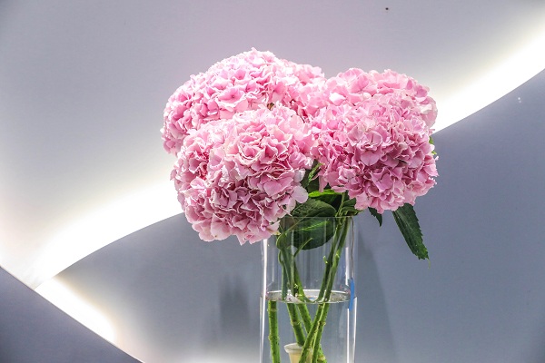 辰山植物园举办2024绣球花展览