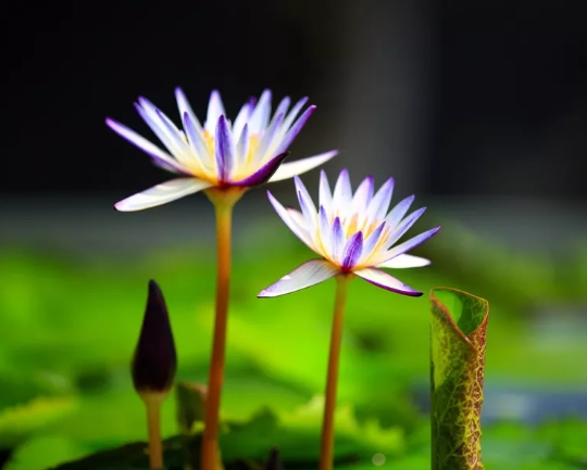 Chenshan to exhibit the most beautiful water lilies