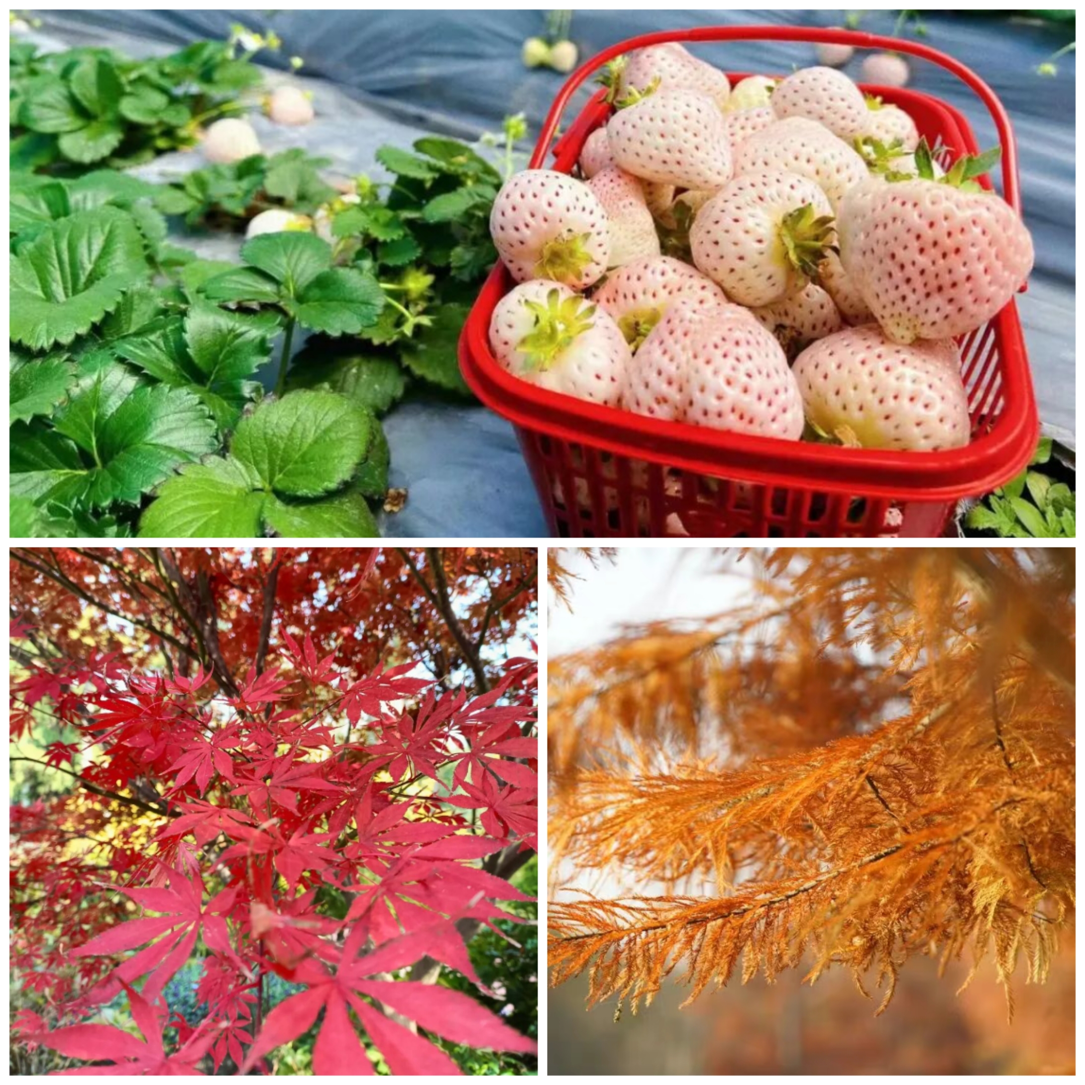 Visitors can explore the park to admire the vibrant maple leaves and enjoy strawberry picking..jpg