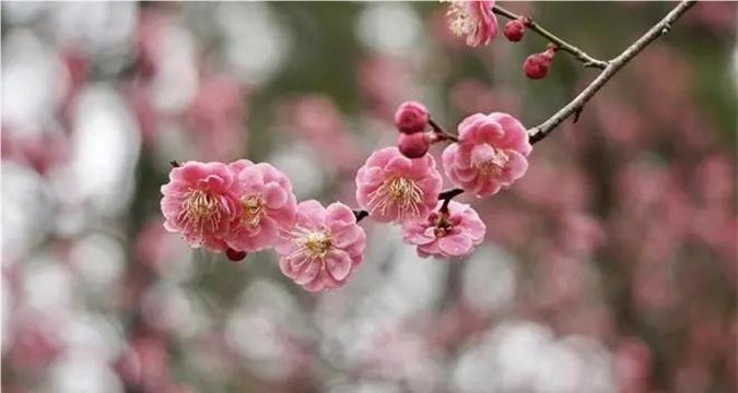 Experience charm of Qingpu's plum blossoms