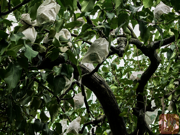 1758703212074097898.png 广元2_副本.png