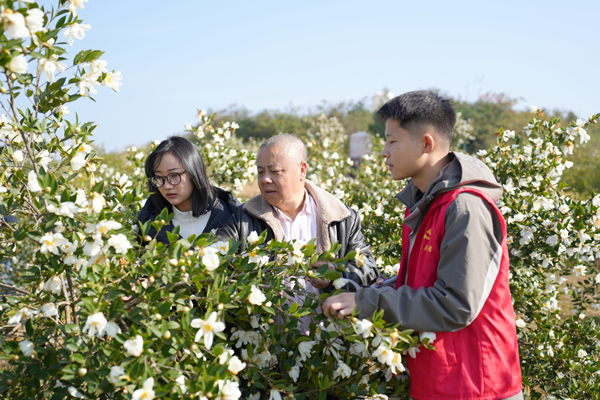 Camellia oil trees turn Cangxi's wasteland green and wealthy