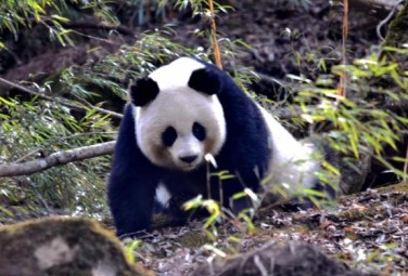 Get close to giant pandas in Tangjiahe