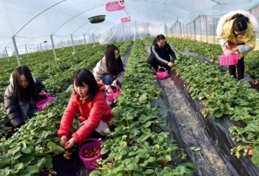 Strawberries see sweet success in SW China