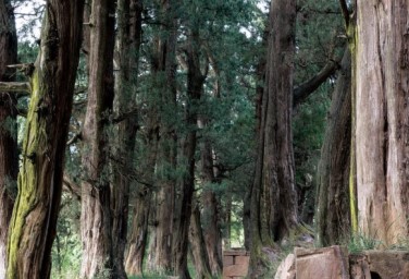A survey of historic and famous trees in SW China's Jian'ge