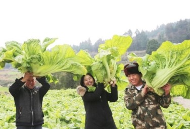 Guangyuan's pickled cabbage brings prosperity 