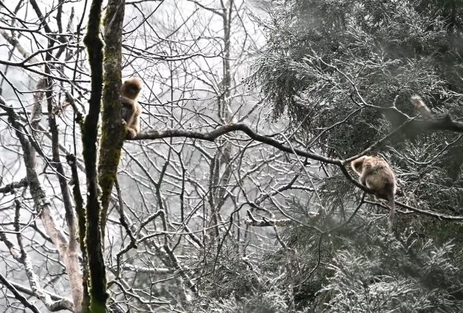 Golden monkeys add lively atmosphere to Tangjiahe forest