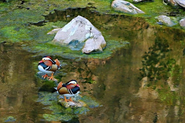 Lizhou welcomes flocks of mandarin ducks