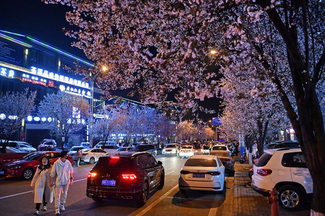 Cangxi’s cherry blossoms attract admirers