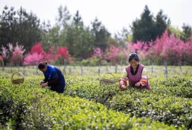 Wangcang welcomes spring tea harvest 