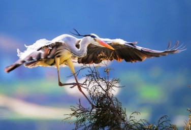 Grey herons photographed in SW China's Guangyuan