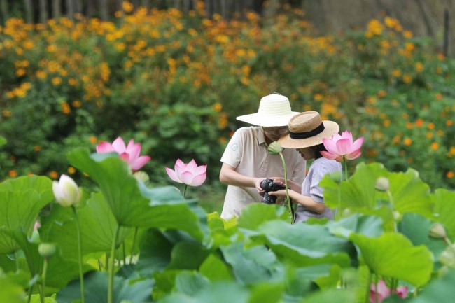 Lotus blossom beckons tourists to Chaotian district of Guangyuan