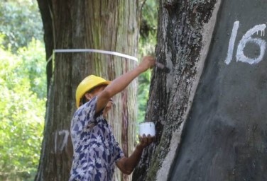 Zhaohua ramps up efforts to rejuvenate ancient trees