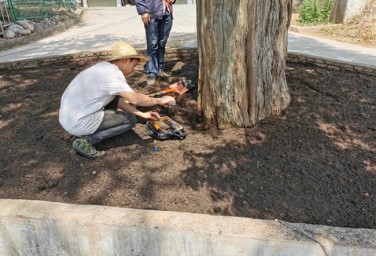 Jiange county ramps up efforts to protect ancient cypresses