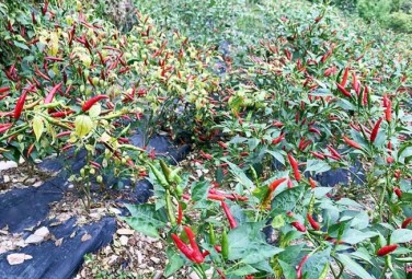Chili peppers help farmers increase income in Guangyuan