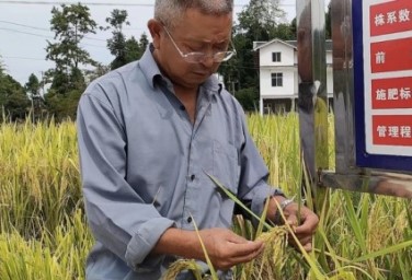 Space rice to usher in third harvest this autumn