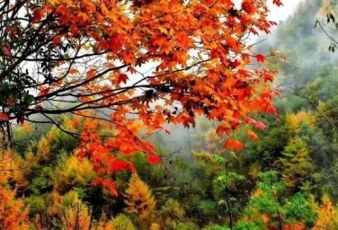 Autumn brings colorful scenery to Zengjia Mountain
