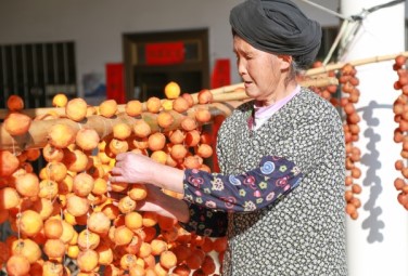 Guangyuan persimmons make for a sweet autumn harvest