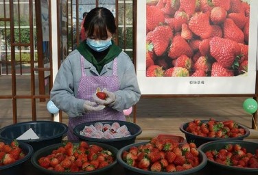 Winter strawberriesy continue to sell in Guangyuan
