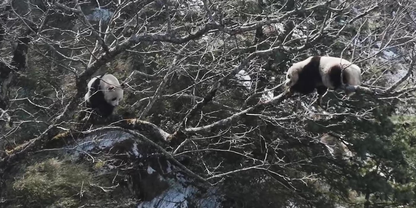 Wild pandas caught in the act of courtship