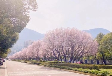 Have a spring date with Guangyuan's flowers