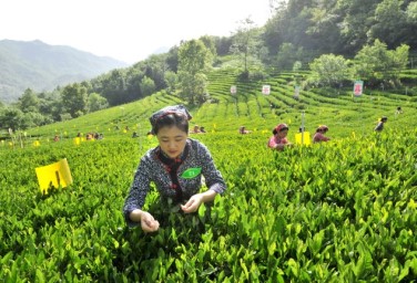 Taking in nature during tea picking season in Guangyuan