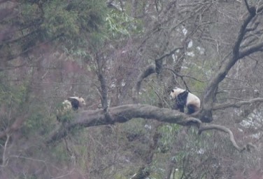 Wild giant pandas spotted mating in Tangjiahe 